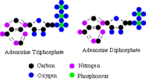 Drawing of ATP and ADP chemical structure