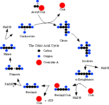 Diagram of the citric acid cycle