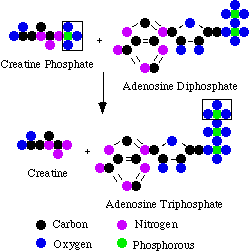 Cartoon depicting phosphate transfer from creatine phosphate to ADP