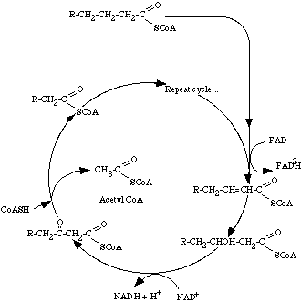 Fatty acid oxidation