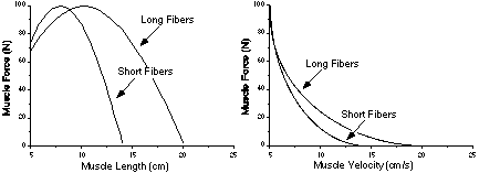 Force-Length diagram