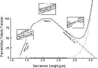 Length Tension Diagram