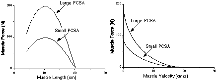 Effect of PCSA on Force Production