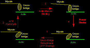 Cross-bridge Cycle