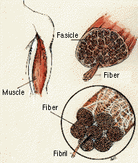 Muscle Anatomy Illustration