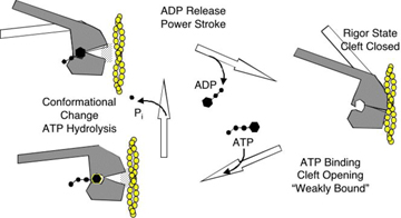 Binding of ATP to the S1 region of myosin