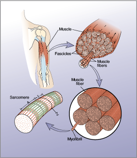 Drawing showing hierarchy of muscle structure