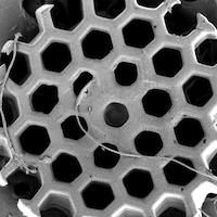 Image of 3D printed scaffold